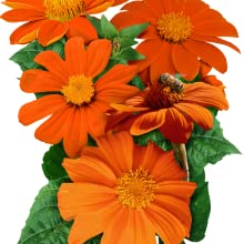 Organic Sunflower Seed Blend- FUNDRAISER FOR UKRAINE