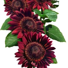 Organic Sunflower Seed Blend- FUNDRAISER FOR UKRAINE