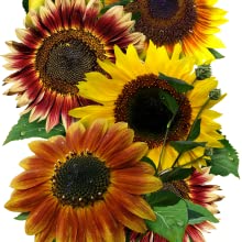 Organic Sunflower Seed Blend- FUNDRAISER FOR UKRAINE