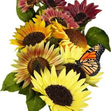Organic Sunflower Seed Blend- FUNDRAISER FOR UKRAINE