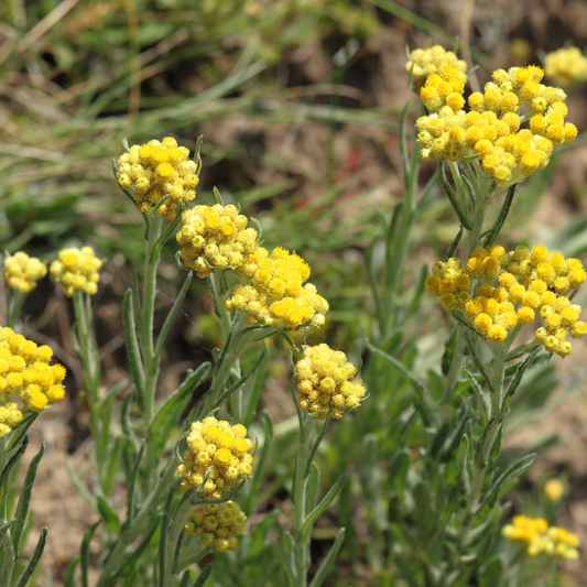 Organic Helichrysum Italicum Seeds