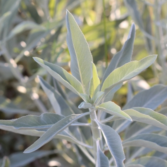 Organic White Sage (Salvia apiana) Seeds