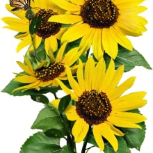 Organic Sunflower Seed Blend- FUNDRAISER FOR UKRAINE