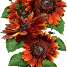 Organic Sunflower Seed Blend- FUNDRAISER FOR UKRAINE