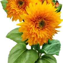 Organic Sunflower Seed Blend- FUNDRAISER FOR UKRAINE