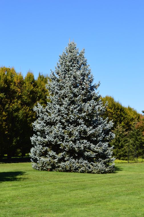 Colorado Blue Spruce | Seed Grow Kit