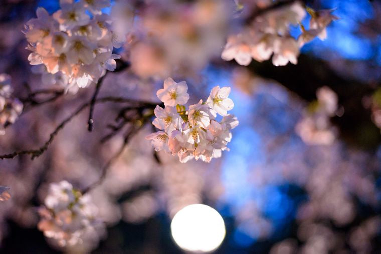 Flowering Cherry Blossom | Seed Grow Kit