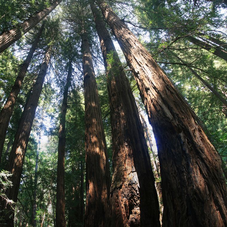 Coast Redwood | Seed Grow Kit