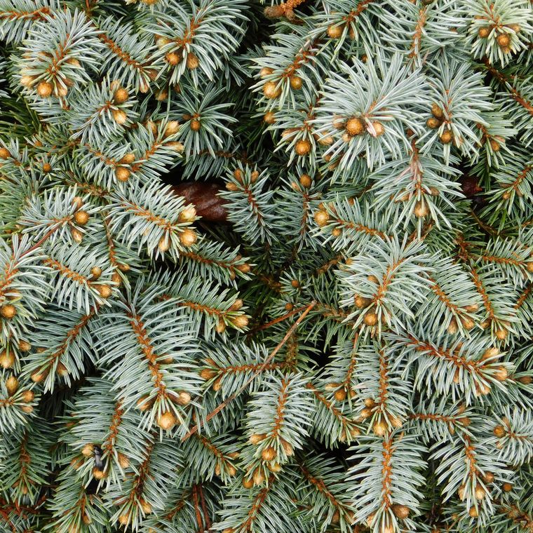 Colorado Blue Spruce | Seed Grow Kit