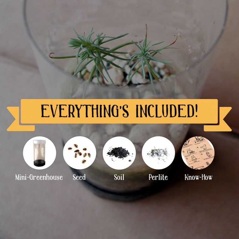 Flowering Cherry Blossom | Seed Grow Kit