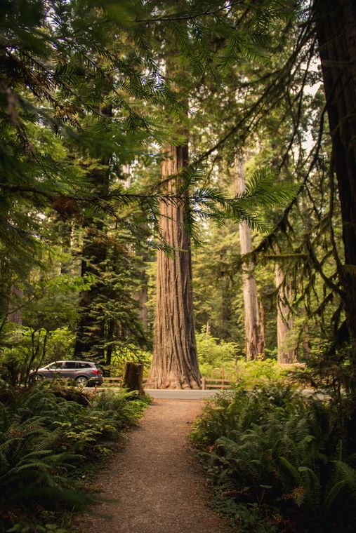 Coast Redwood | Seed Grow Kit