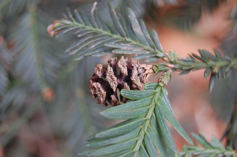 Coast Redwood | Seed Grow Kit