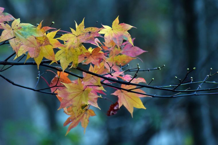Bonsai Tree | Japanese Maple | Seed Grow Kit