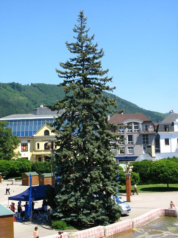 Colorado Blue Spruce | Seed Grow Kit