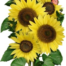 Organic Sunflower Seed Blend- FUNDRAISER FOR UKRAINE