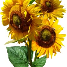 Organic Sunflower Seed Blend- FUNDRAISER FOR UKRAINE