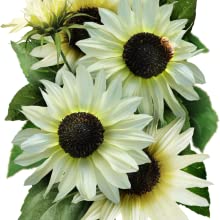 Organic Sunflower Seed Blend- FUNDRAISER FOR UKRAINE