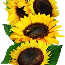 Organic Sunflower Seed Blend- FUNDRAISER FOR UKRAINE