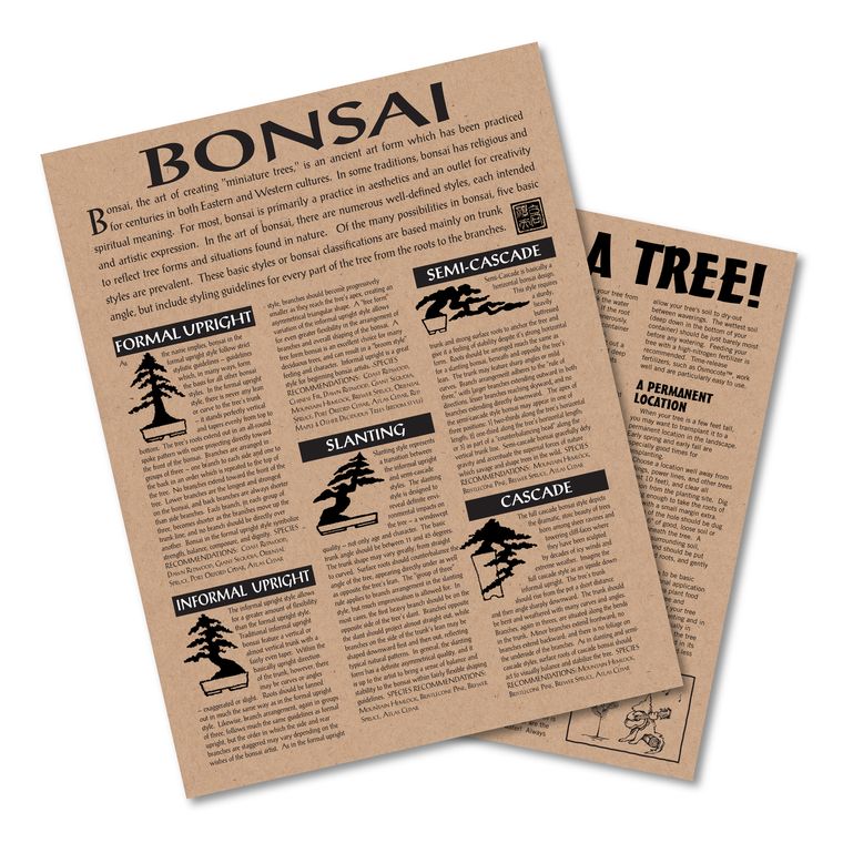 Bonsai Tree | Japanese Maple | Seed Grow Kit