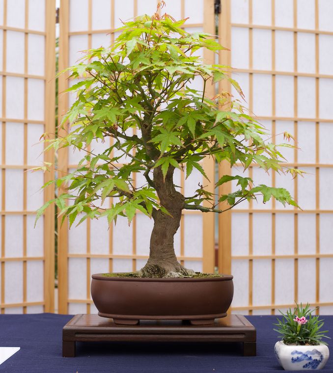 Bonsai Tree | Japanese Maple | Seed Grow Kit