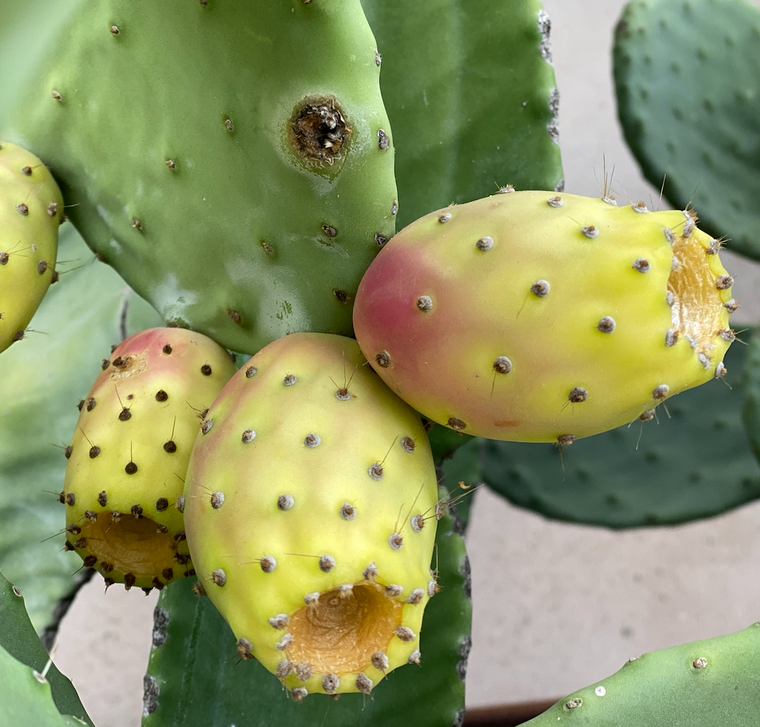 Prickly Pear Cactus Seed Oil - BARIE | Collagen replacing Vit. E Serum | EU Organic