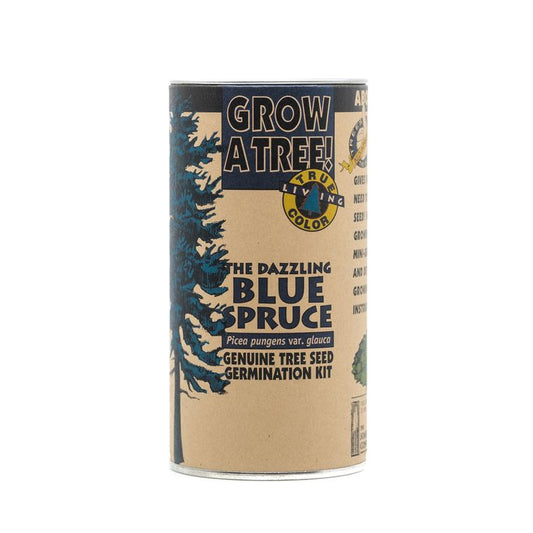 Colorado Blue Spruce | Seed Grow Kit