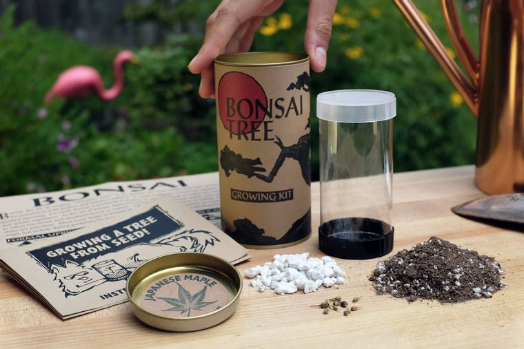 Bonsai Tree | Japanese Maple | Seed Grow Kit