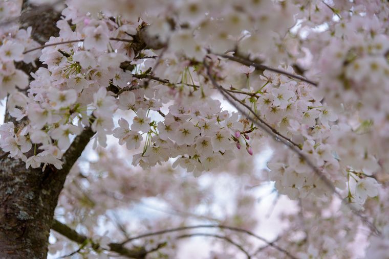 Flowering Cherry Blossom | Seed Grow Kit